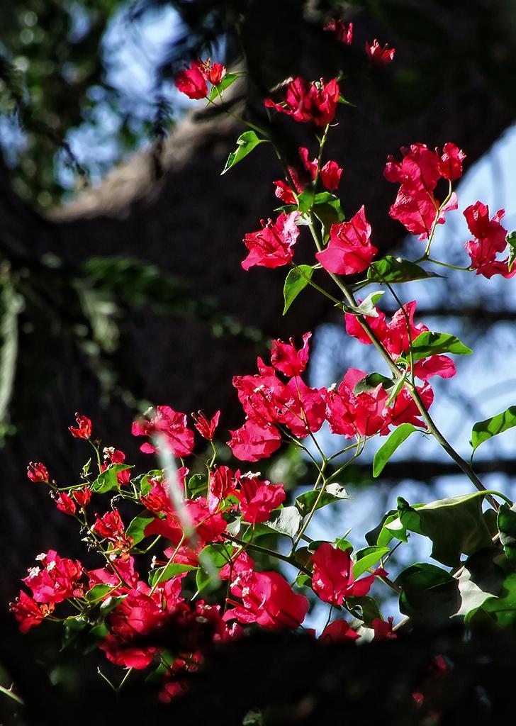 Blumen, LA Zoo