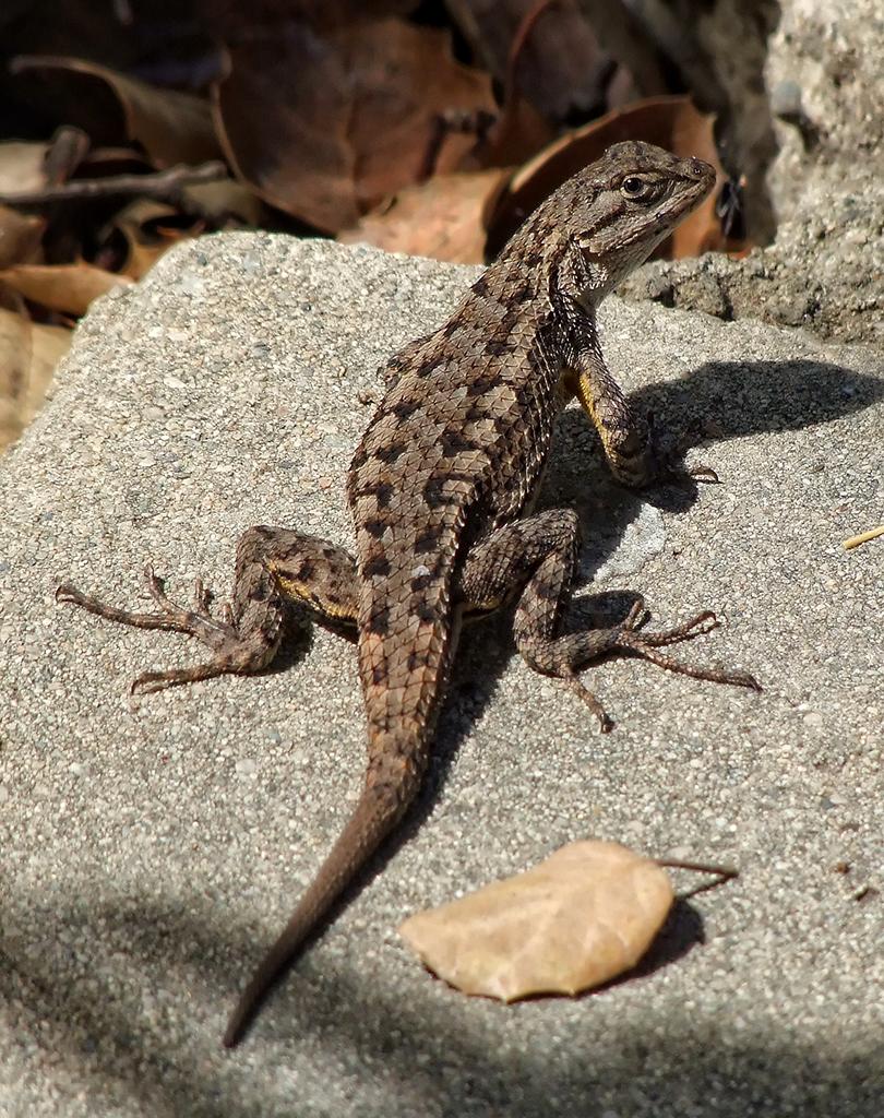 Eidechse, Los Angeles Arboretum
