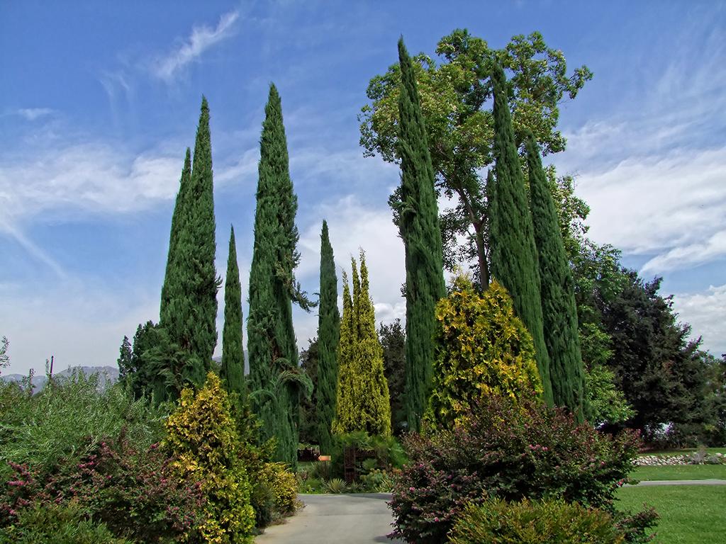 klassischer Zypressenkreis, Los Angeles Arboretum