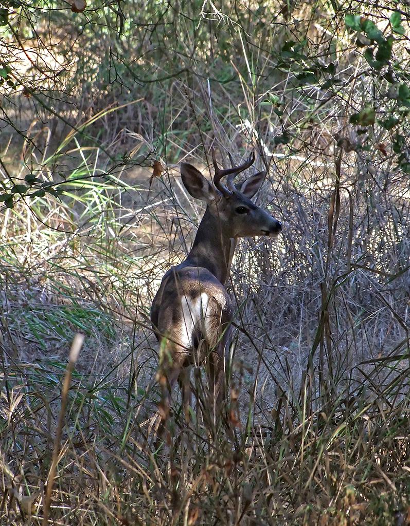 Reh, Topanga SP