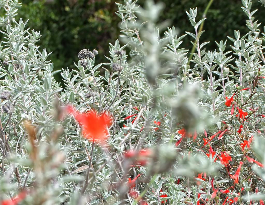 botanischer Garten, Santa Barbara