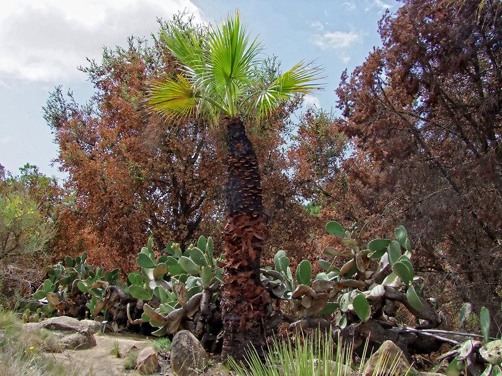 viel verbrannt im botanischen Garten, Santa Barbara