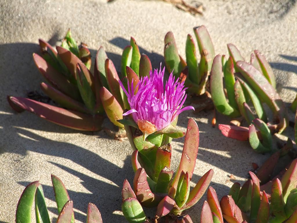 Blume, Pismo State Beach