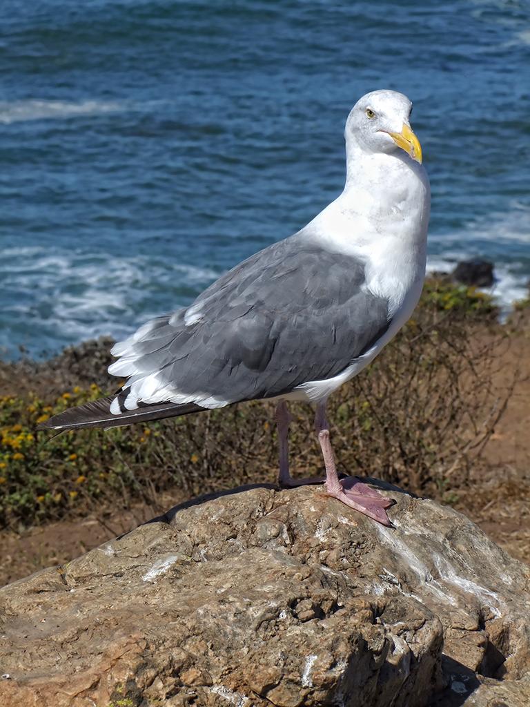 Möve, US #1, CA
