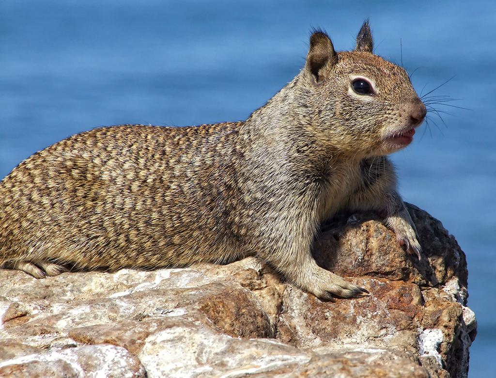 Eichhörnchen, US #1, CA
