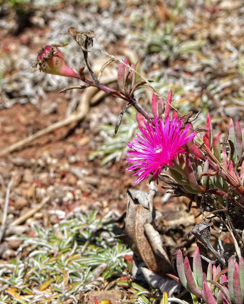 Blume im botanischen Garten, Berkeley, CA