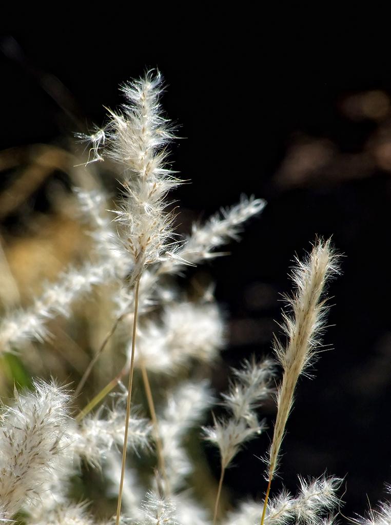 Gräser, botanischen Garten, Berkeley, CA
