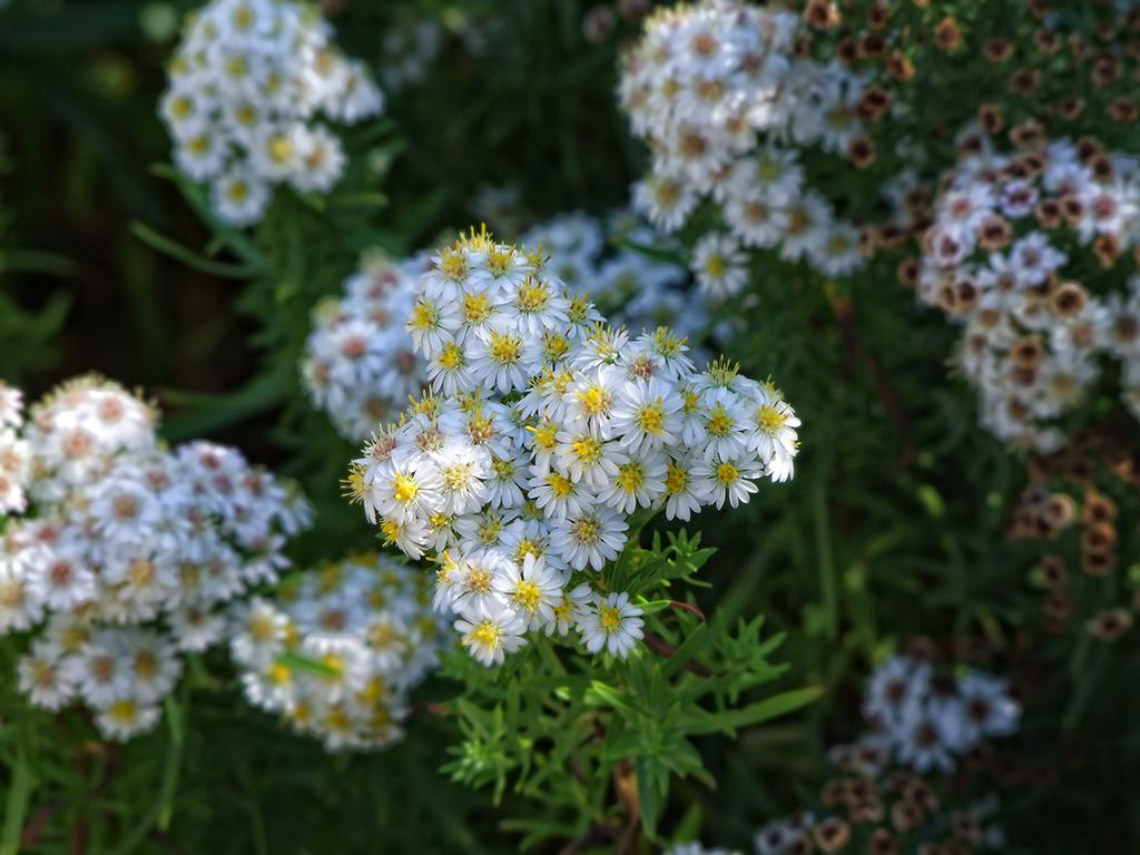 Blumen, botanischen Garten, Berkeley, CA