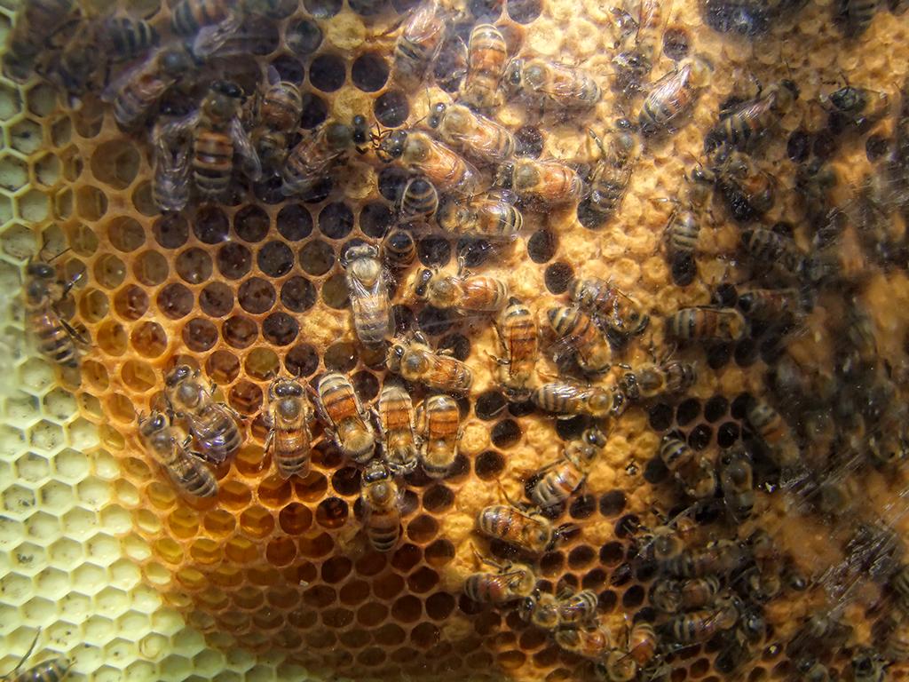 Bienen, botanischen Garten, Berkeley, CA