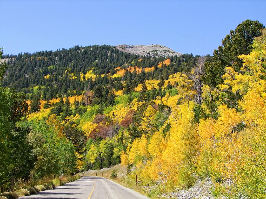 gelber Wald, Great Basin NP, NV