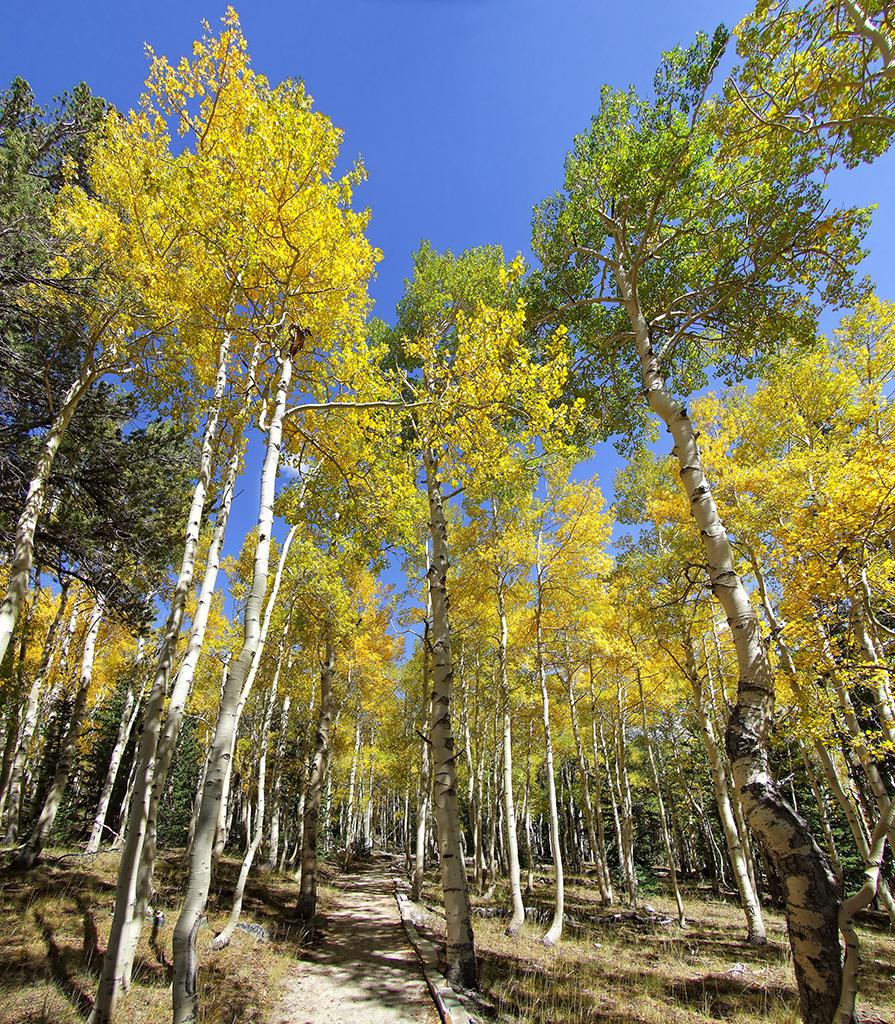 Aspen, Great Basin NP, NV