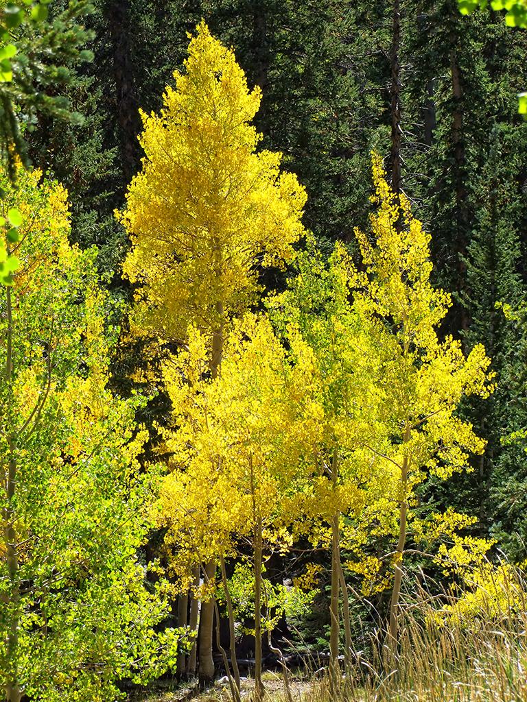 gelber Baum, Great Basin NP, NV