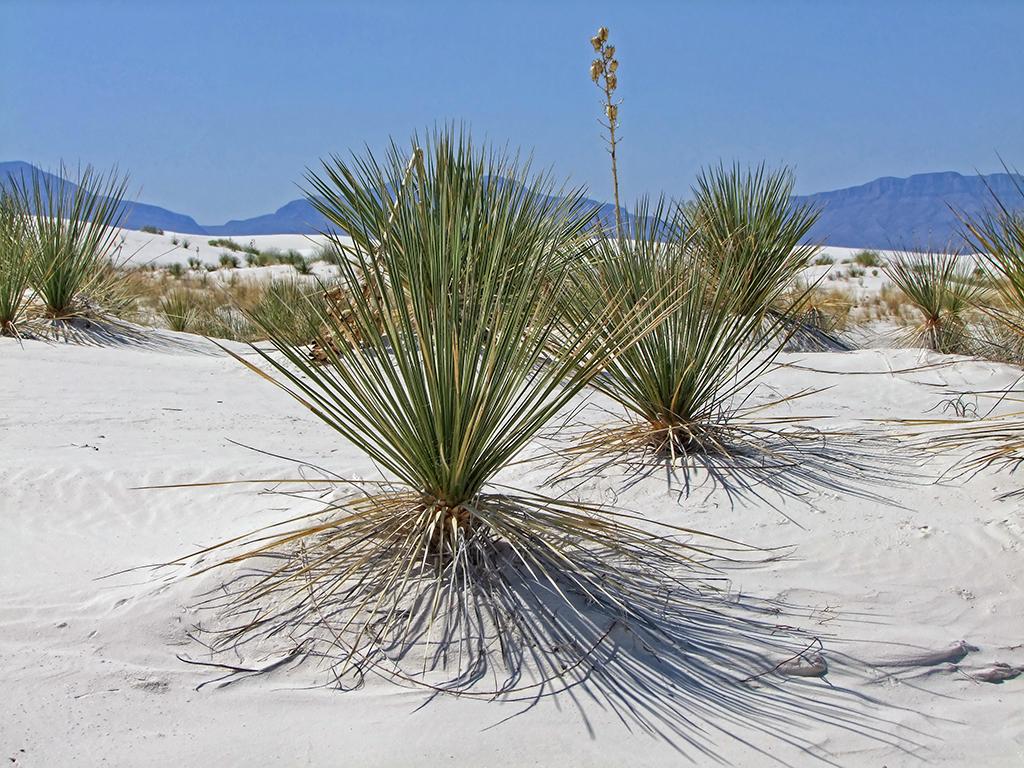Gras, White Sands NM