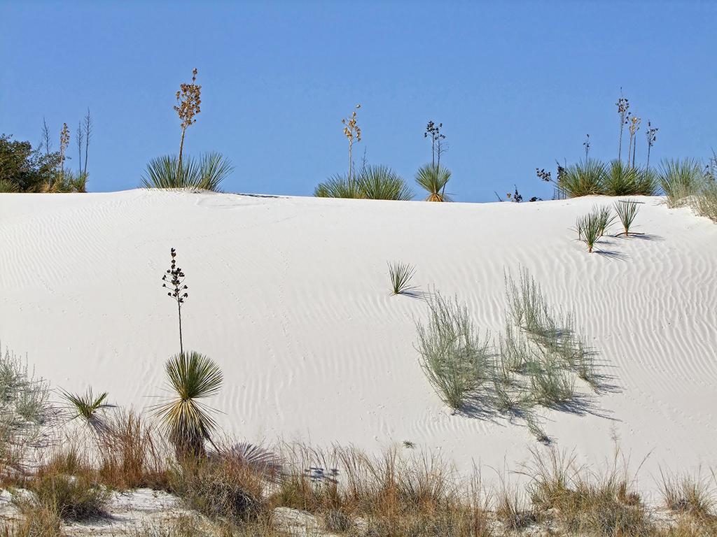 Düne im White Sands NM