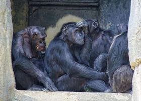 Schimpansen, LA Zoo