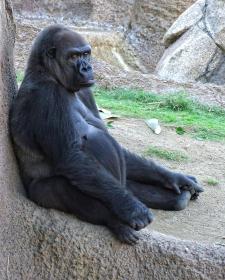 Gorilla, LA Zoo