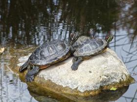 Wasserschildkröten, botanischer Garten, Santa Barbara