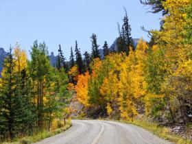 gelber Wald, Great Basin NP, NV
