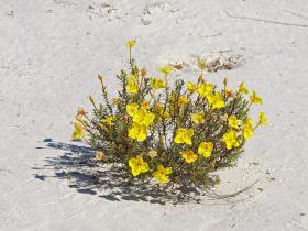 Blumen, White Sands NM