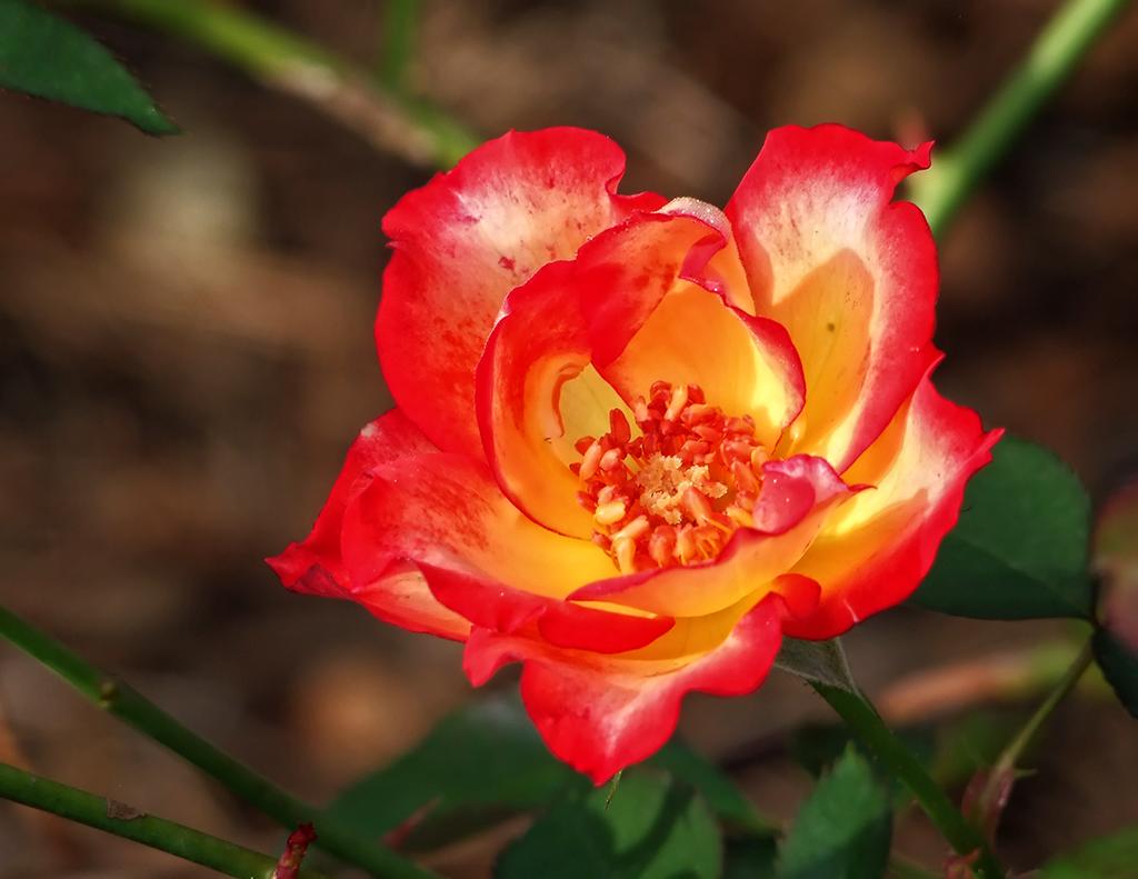 Rose im American Rose Society Garden