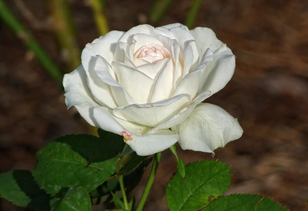 Rose im American Rose Society Garden