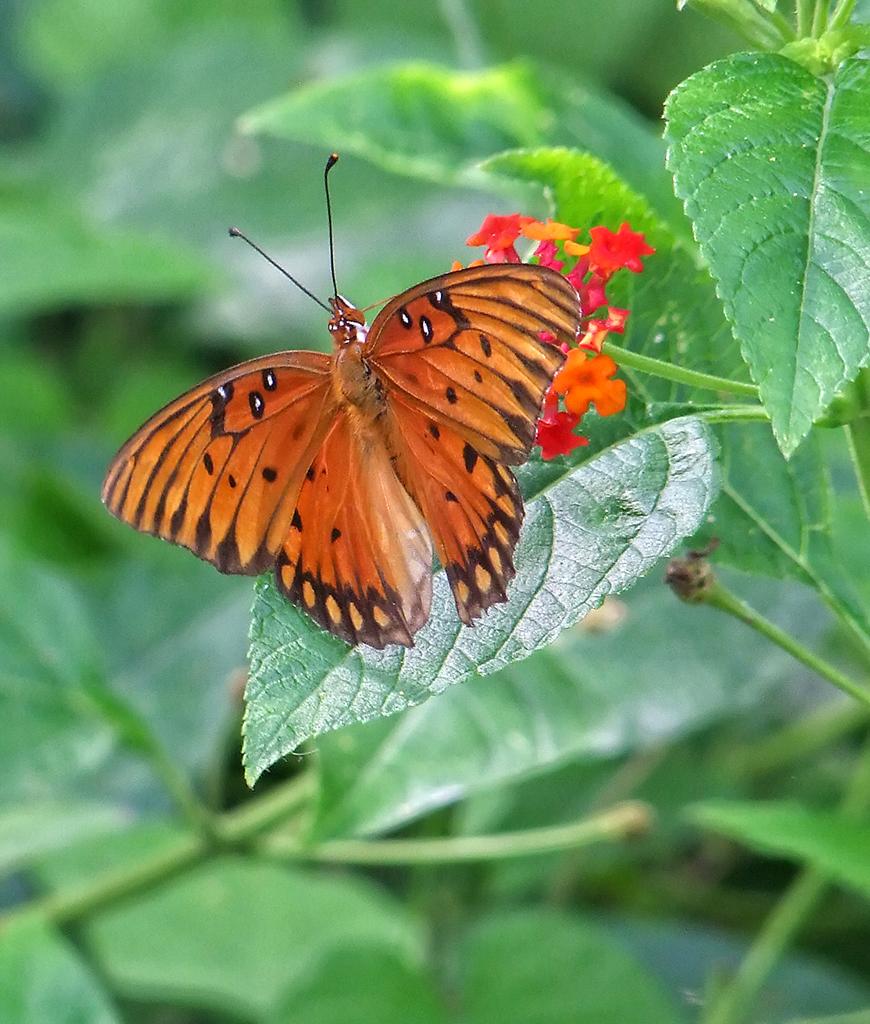 Schmetterling im American Rose Society Garden, LA