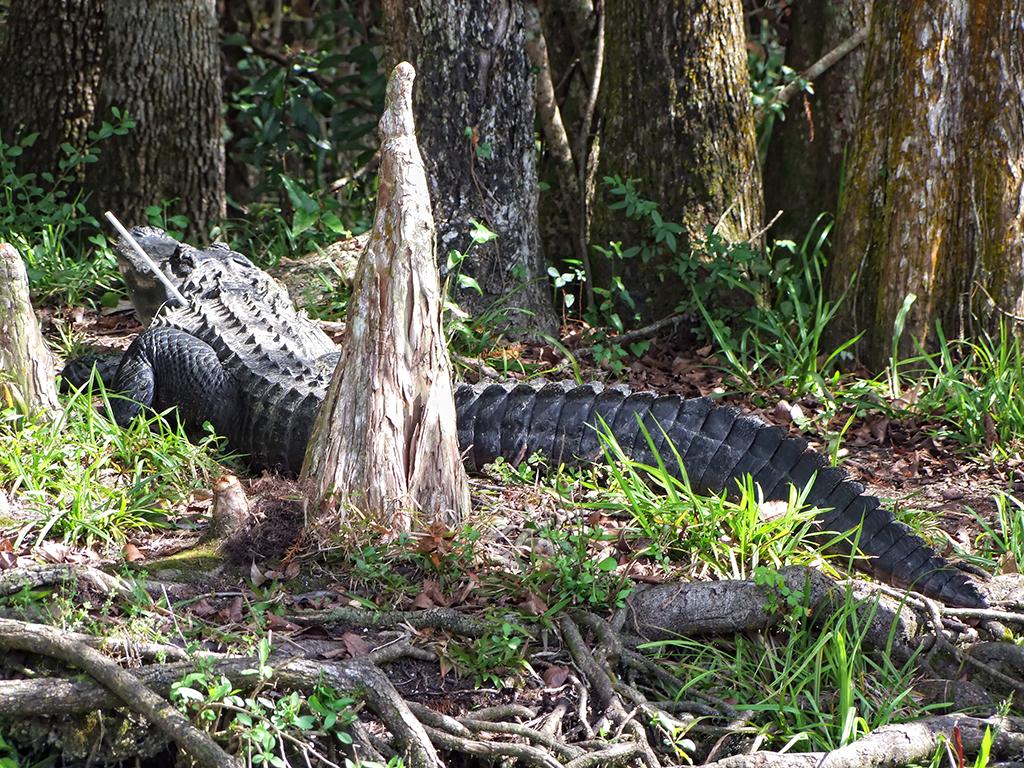 Alligator im Wakulla Springs SP, FL