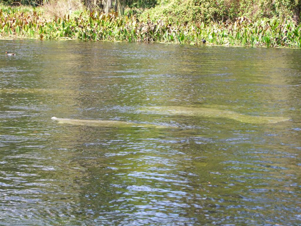 Manatees im Wakulla Springs SP, FL