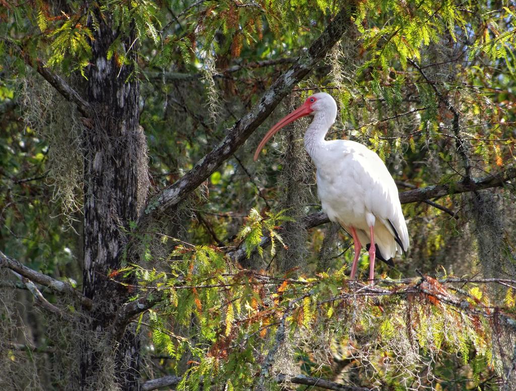 Wakulla Springs SP, FL