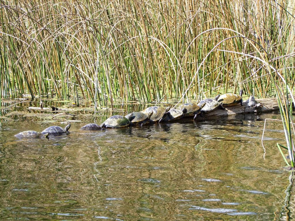 Wakulla Springs SP, FL