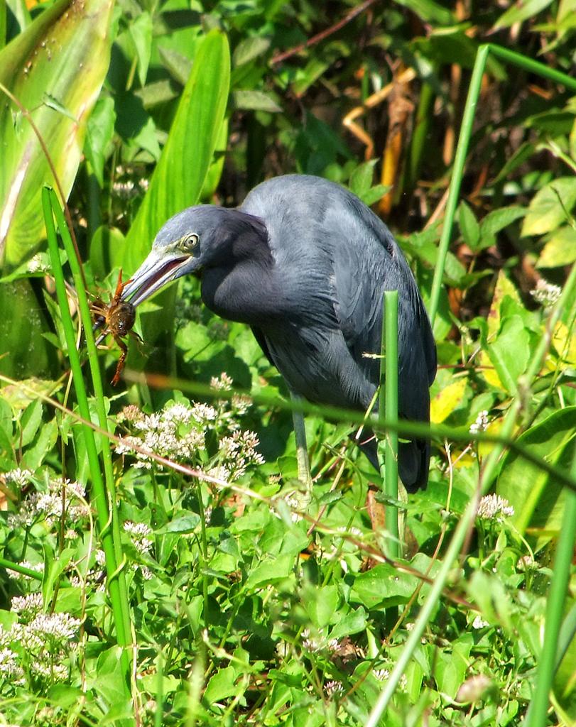 Reiher im Wakulla Springs SP, FL