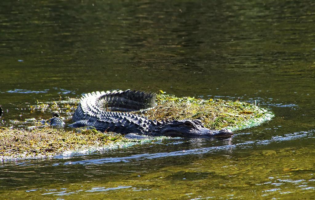 Alligator im Wakulla Springs SP, FL