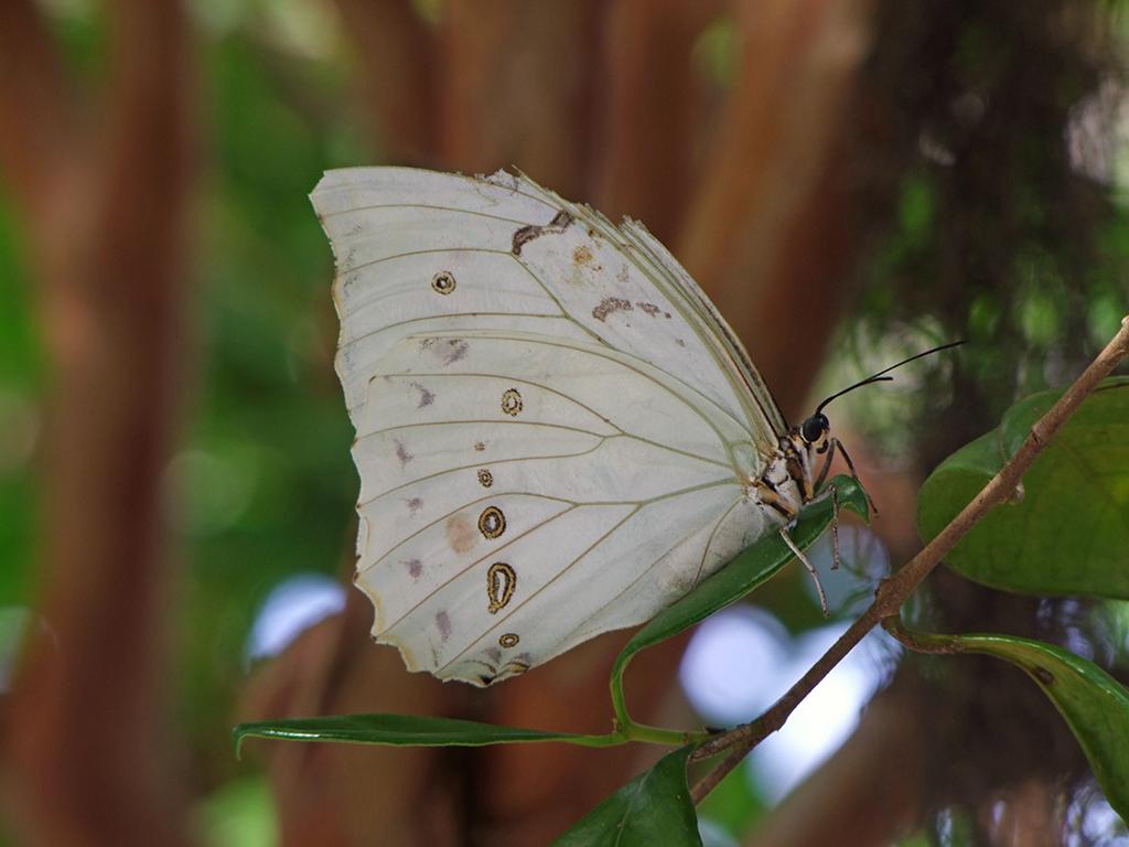 Schmetterling in der Butterfly World