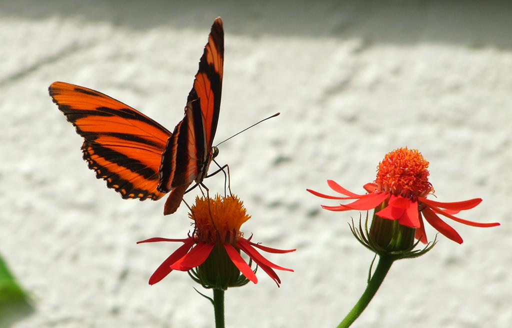 Schmetterling in der Butterfly World