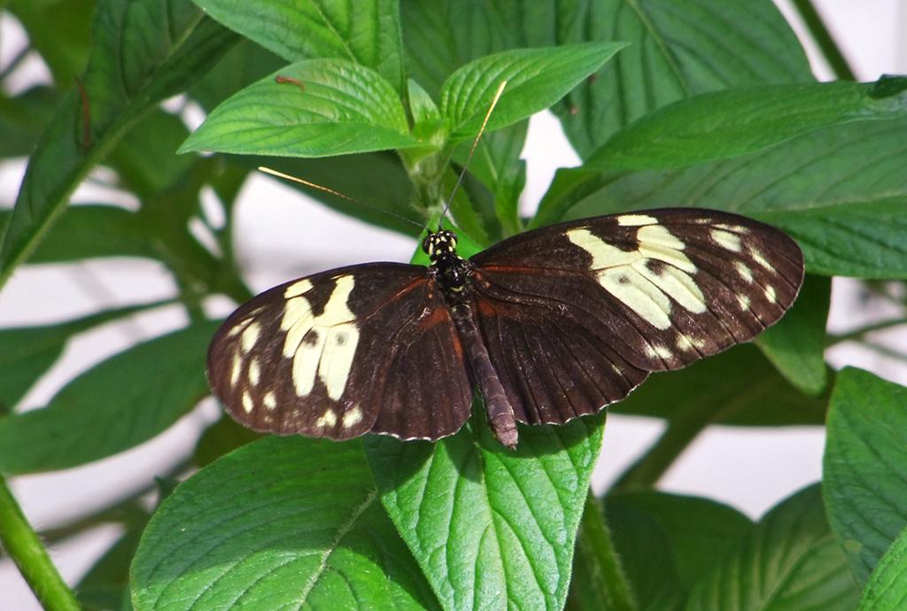 Schmetterling in der Butterfly World