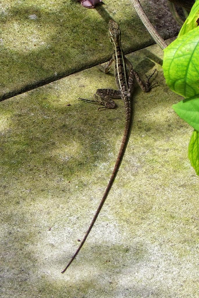 Eidechse in der Butterfly World