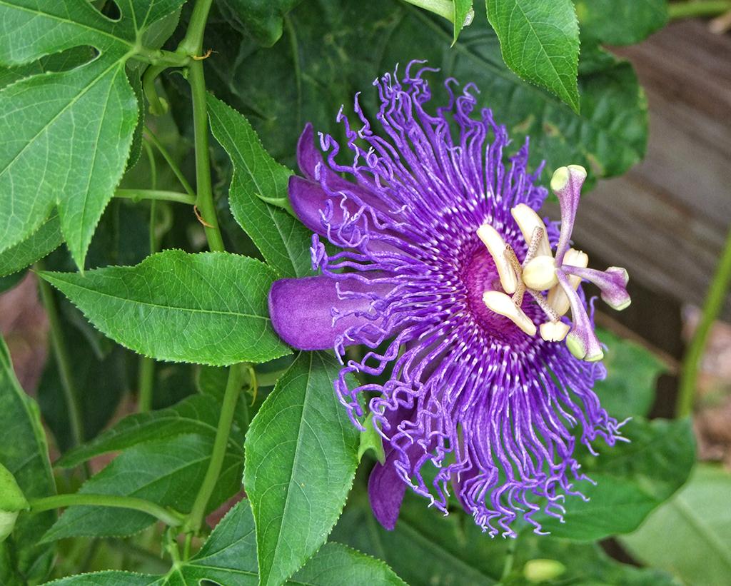 Blume in der Butterfly World