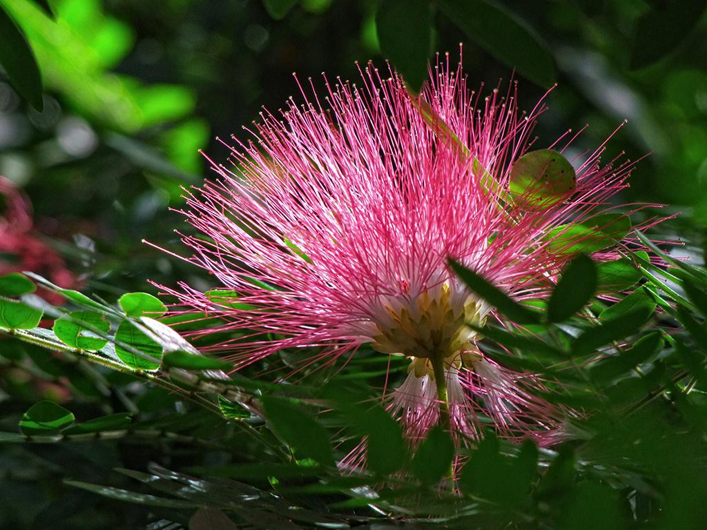 Blume in der Butterfly World