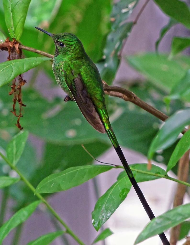 Vogel in der Butterfly World