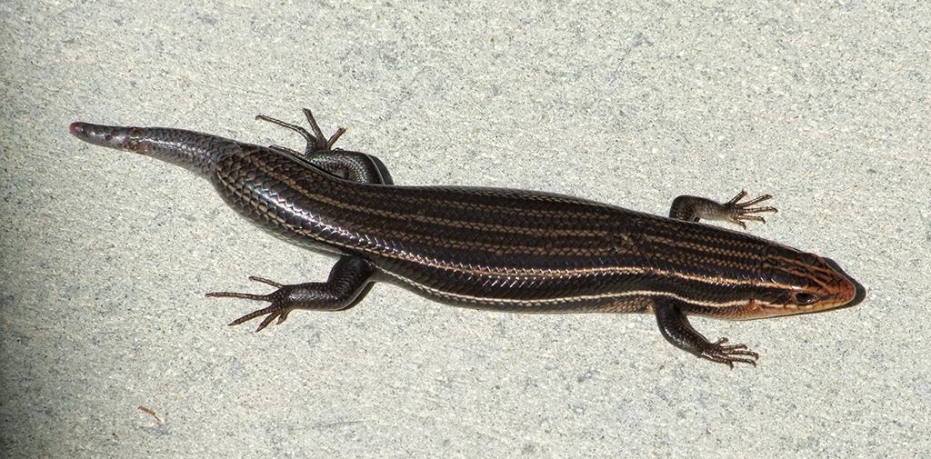 Skink in der Butterfly World