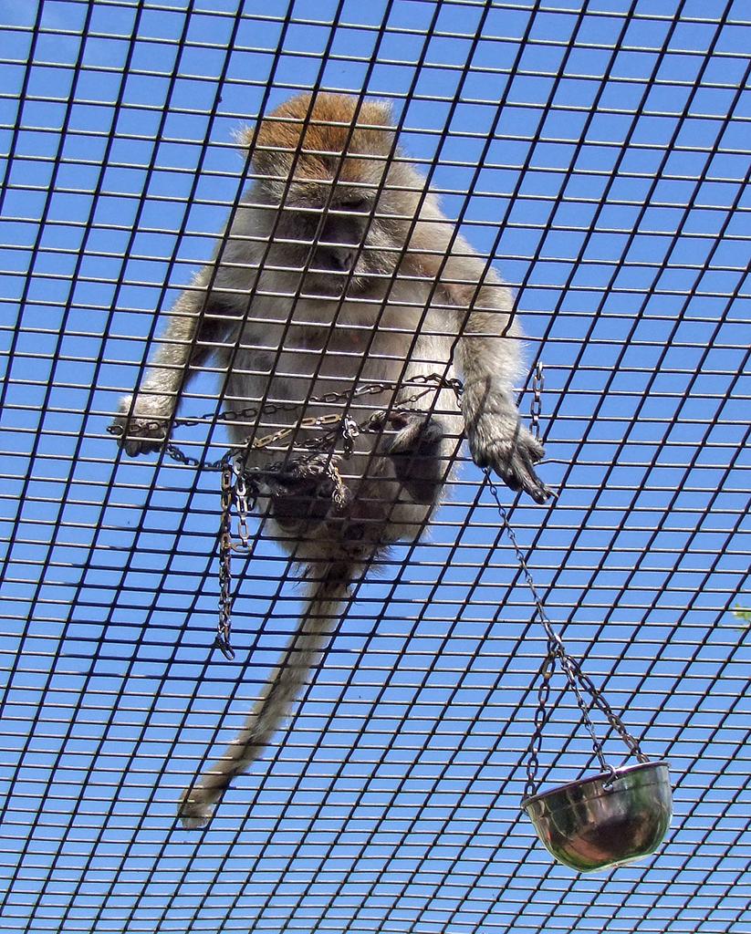 Monkey Jungle