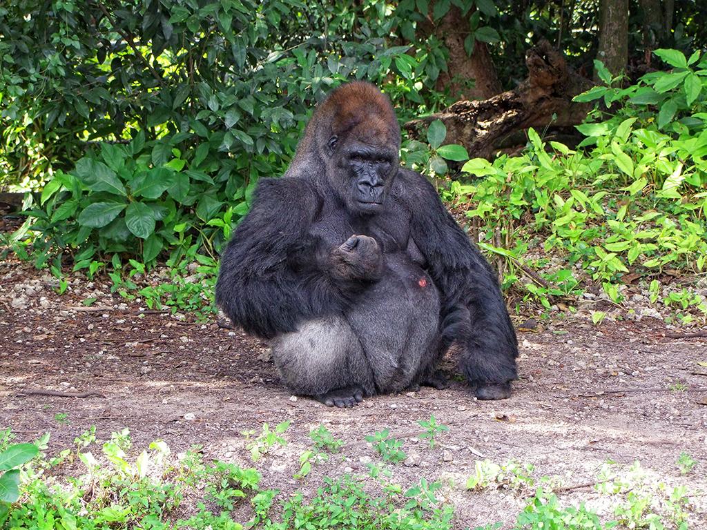 Gorilla im Monkey Jungle