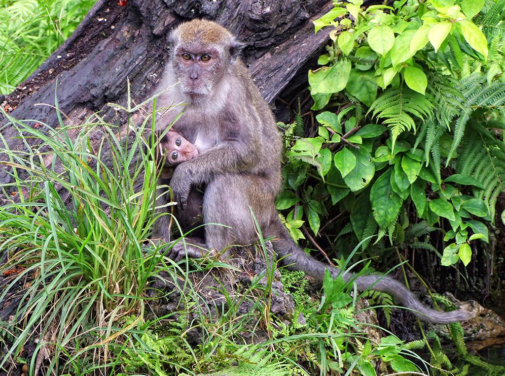Java Äffchen im Monkey Jungle