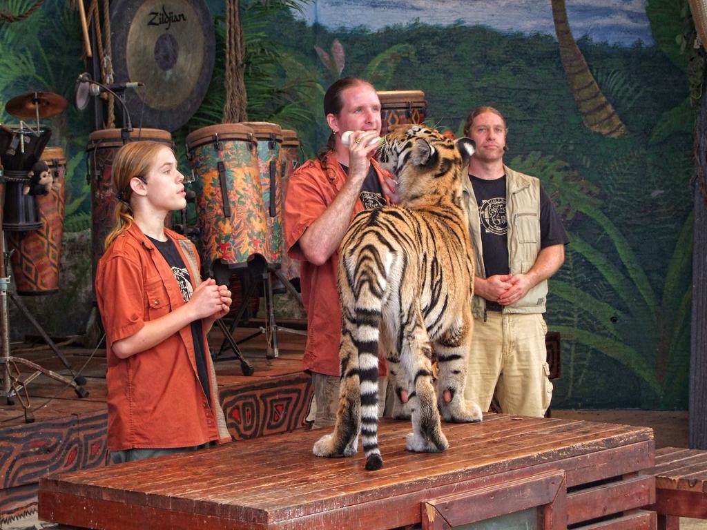 Tiger im Jungle Island