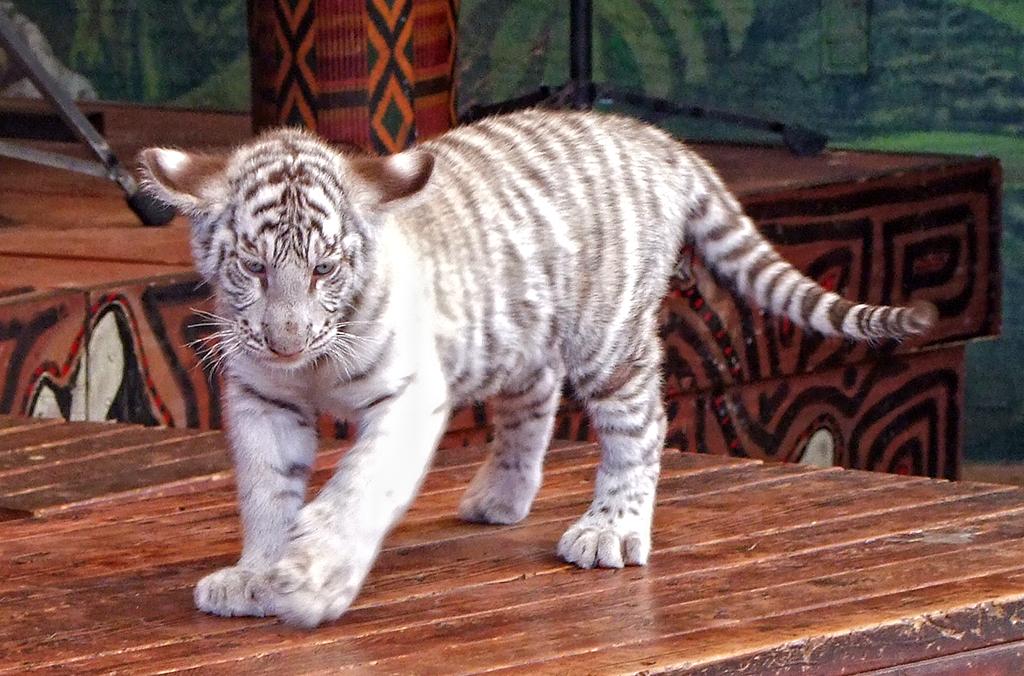 Tiger im Jungle Island