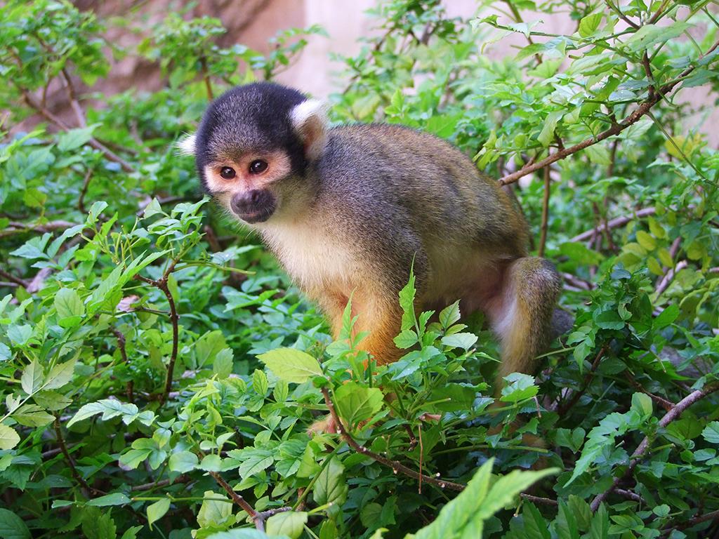 Äffchen im Jungle Island