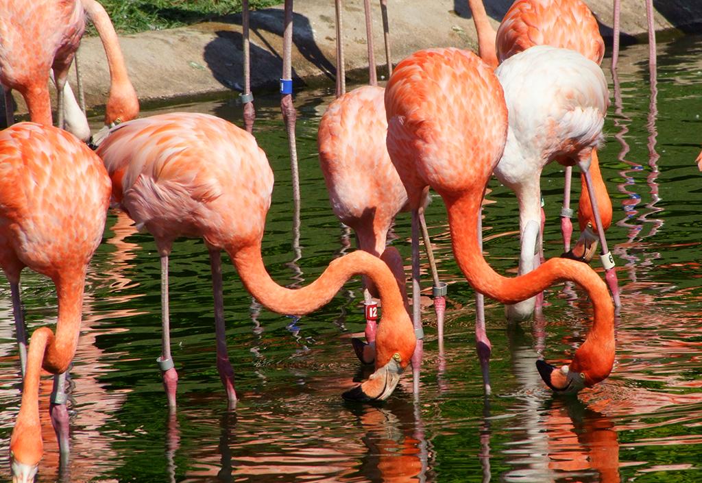 Flamingos im Jungle Island