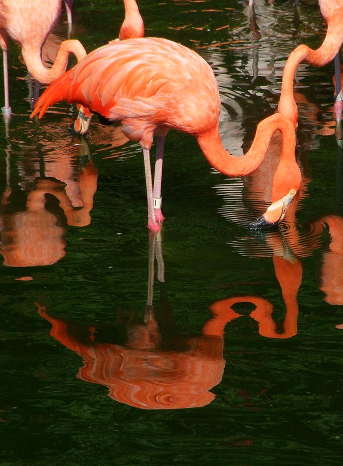 Flamingos im Jungle Island