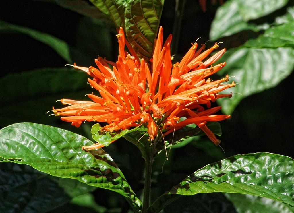 Fairchild Tropical Gardens