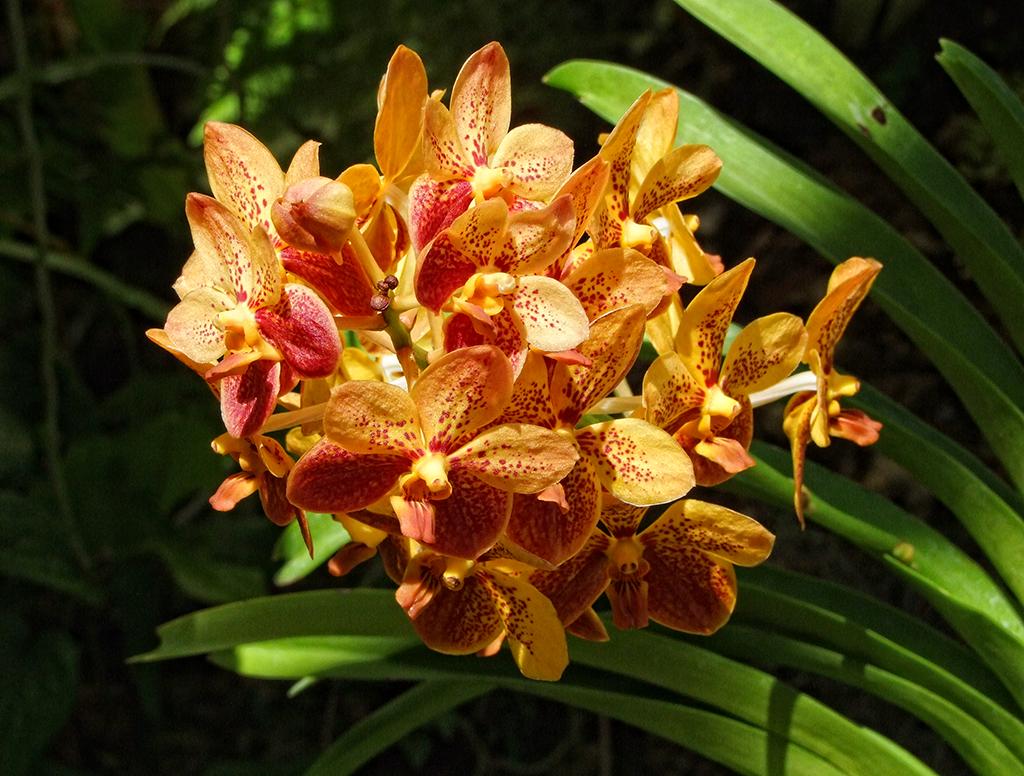 Fairchild Tropical Gardens